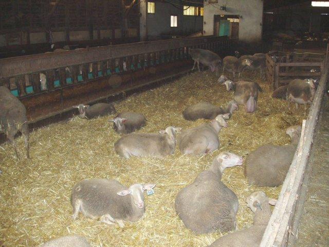 agneau 2006 0006